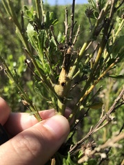 Gnorimoschema baccharisella