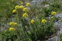 Alyssoides utriculata