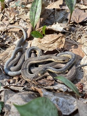 Thamnophis sirtalis