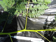 Enterolobium contortisiliquum