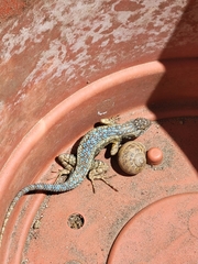 Sceloporus occidentalis longipes