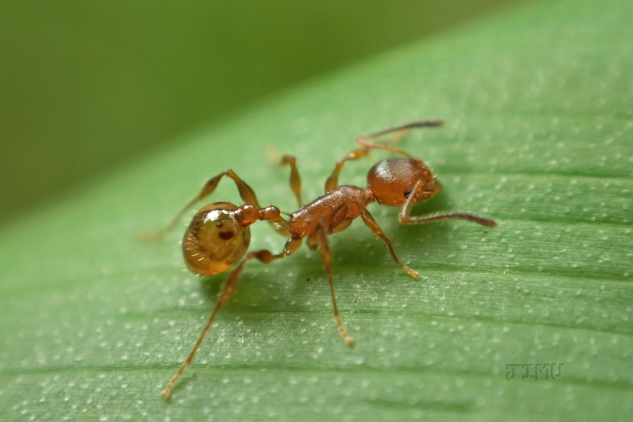 Temnothorax hispaniolae