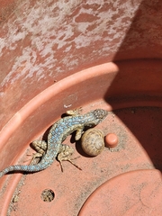Sceloporus occidentalis longipes