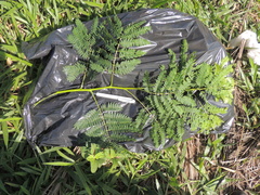 Enterolobium contortisiliquum