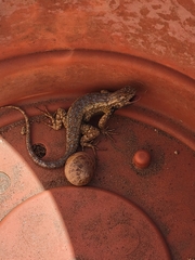 Sceloporus occidentalis longipes