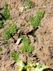 Botrydium