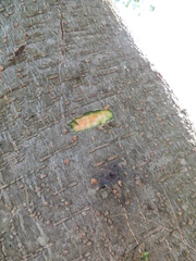 Enterolobium contortisiliquum