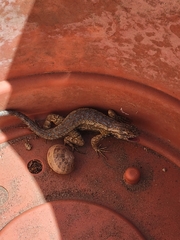 Sceloporus occidentalis longipes