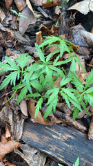 Cardamine concatenata