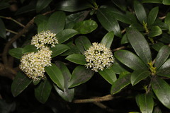 Skimmia
