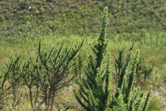 Aspalathus teres thodei