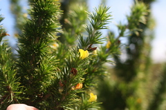 Aspalathus teres thodei