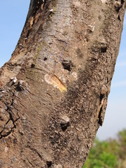 Zanthoxylum riedelianum