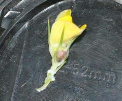 Aspalathus teres thodei