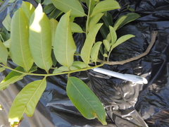 Zanthoxylum riedelianum