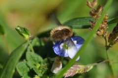 Bombylius analis