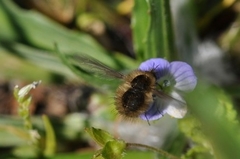 Bombylius analis