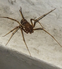 Scytodes univittata