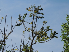 Spathodea campanulata