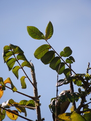 Spathodea campanulata