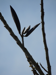 Spathodea campanulata