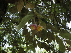 Luehea divaricata