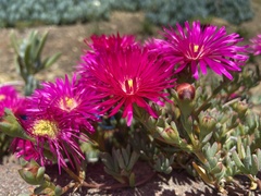 Delosperma ashtonii