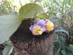 Luehea divaricata