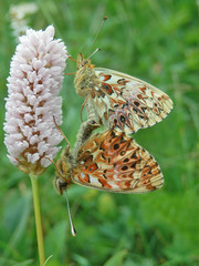 Boloria titania