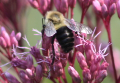 Bombus impatiens