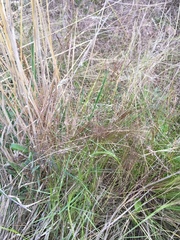 Agrostis montevidensis
