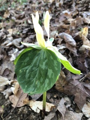 Trillium luteum