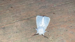 Spilosoma punctaria