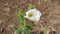 Argemone arida