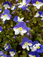 Veronica syriaca