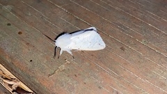 Spilosoma punctaria