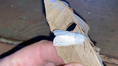 Spilosoma punctaria