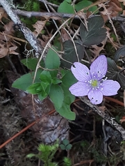 Anemonoides quinquefolia