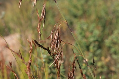 Thamnochortus cinereus