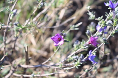Lithodora fruticosa