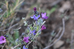 Lithodora fruticosa