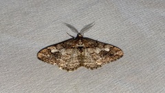 Pseuderannis lomozemia