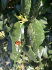 Harmonia axyridis