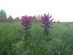 Pedicularis dasystachys