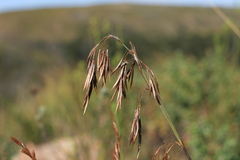 Thamnochortus cinereus