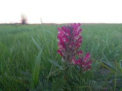 Pedicularis dasystachys