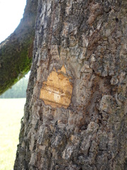 Cordia trichotoma
