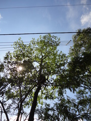 Cordia trichotoma