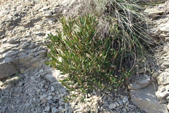 Cneorum tricoccon