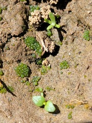 Botrydium